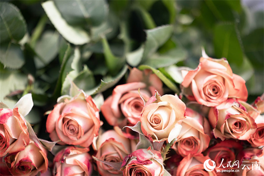 雲(yún)南の花卉産業(yè)の発展を後押しする「呼吸できる」溫室