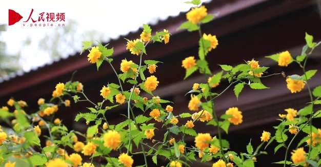 春景色を愛で、芳しい花々を楽しむ　山東省菏沢