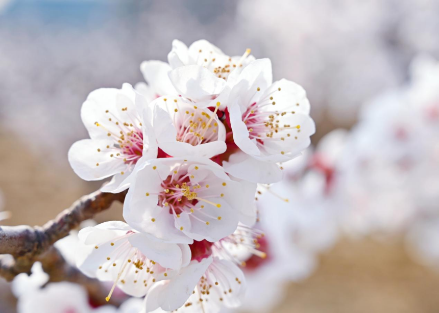観光客を魅了する満開のアンズの花　河北省塩山