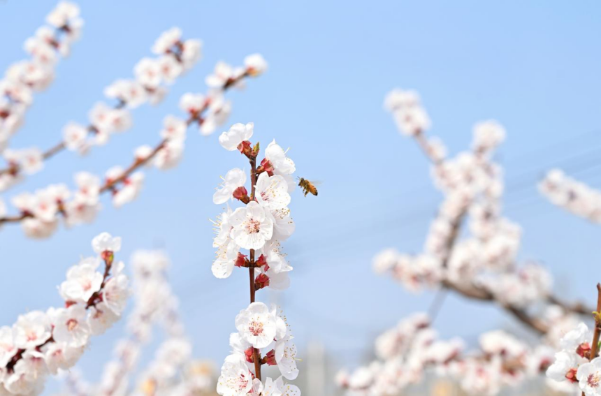 観光客を魅了する満開のアンズの花　河北省塩山