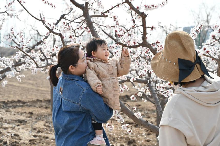 アンズの花を鑑賞する観光客（撮影?劉蒙蒙）。