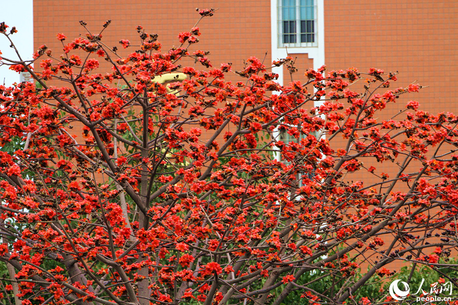 赤々と咲き誇るインドワタノキの花　福建省廈門