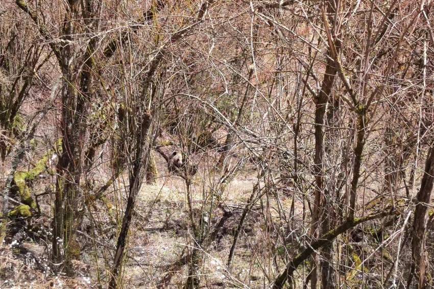 パトロール中の警官がパンダに遭遇、10秒ほど「にらめっこ」　四川省