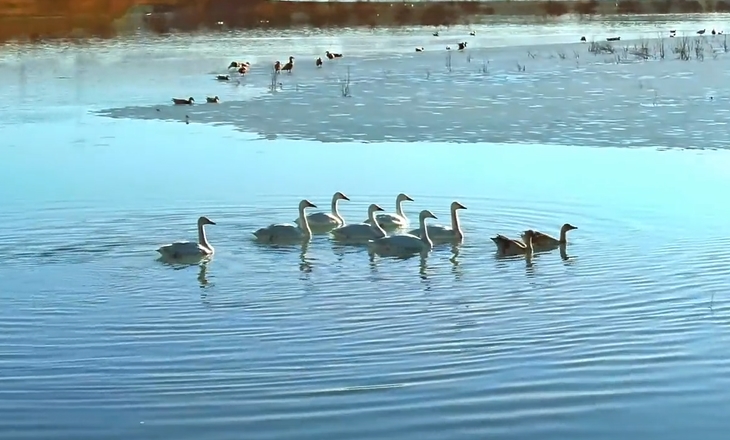 渡り鳥を迎えた渾河の美しい春景色　內(nèi)蒙古自治區(qū)清水河
