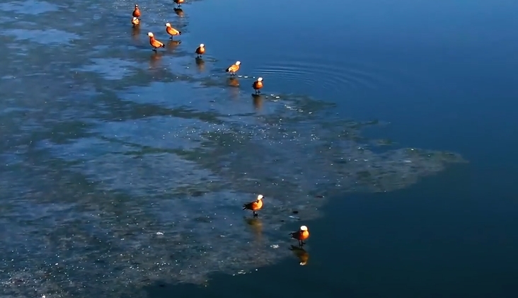 渡り鳥を迎えた渾河の美しい春景色　內(nèi)蒙古自治區(qū)清水河
