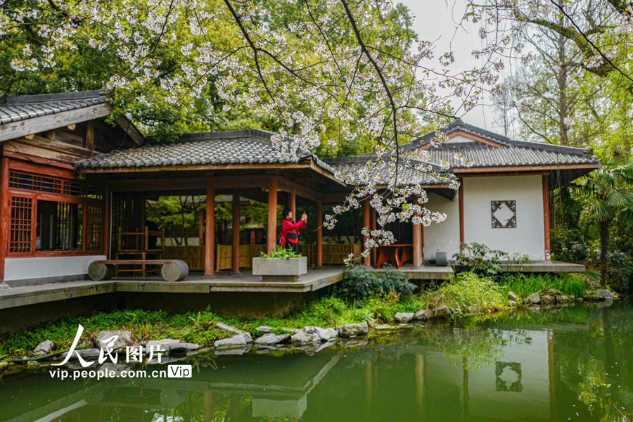 人々を魅了する春爛漫の曲院風(fēng)荷　浙江省杭州