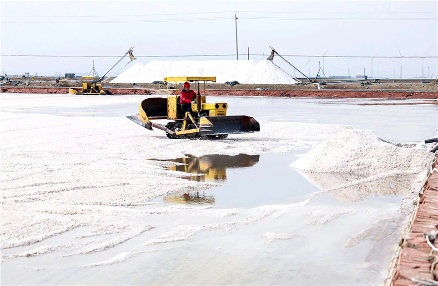 「春塩」の収穫シーズンを迎えた塩場(chǎng)　天津