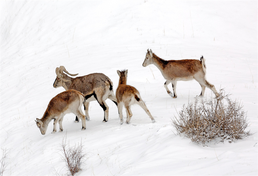 「4人家族」（撮影?仲巴·尕瑪格來）。