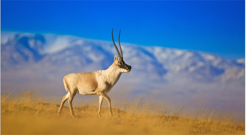 生態(tài)系回復(fù)が進(jìn)み、野生動(dòng)物の姿増える青海省玉樹(shù)