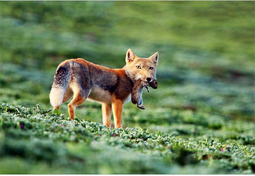 生態(tài)系回復(fù)が進(jìn)み、野生動(dòng)物の姿増える青海省玉樹
