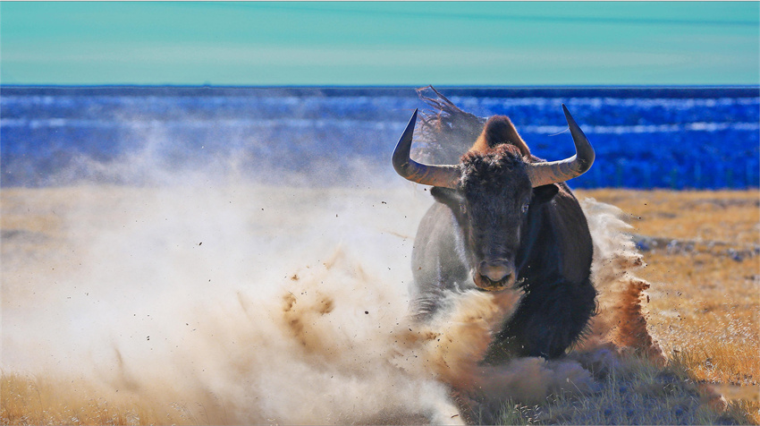 生態(tài)系回復(fù)が進み、野生動物の姿増える青海省玉樹