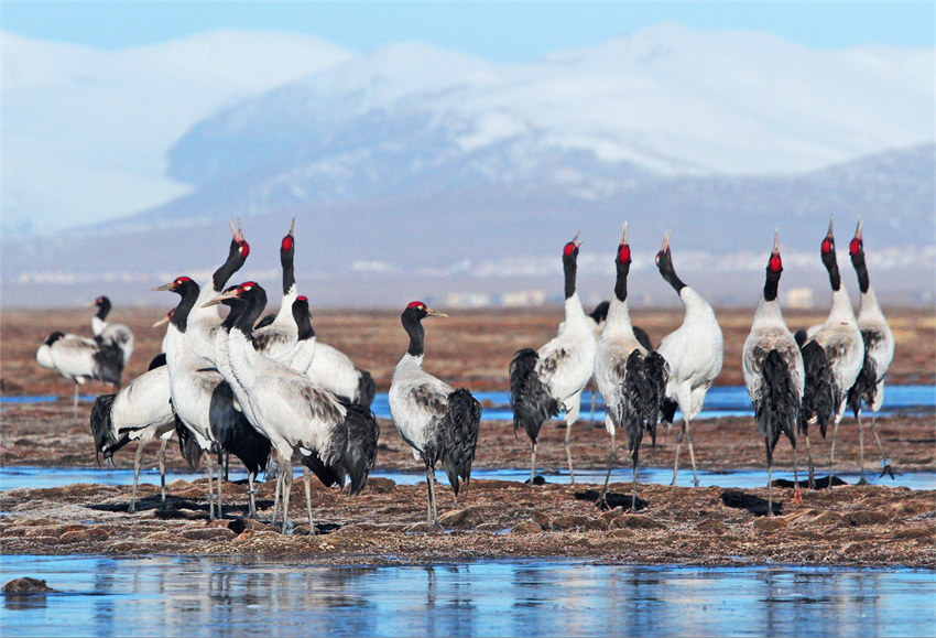 生態(tài)系回復が進み、野生動物の姿増える青海省玉樹
