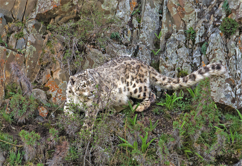 生態(tài)系回復が進み、野生動物の姿増える青海省玉樹