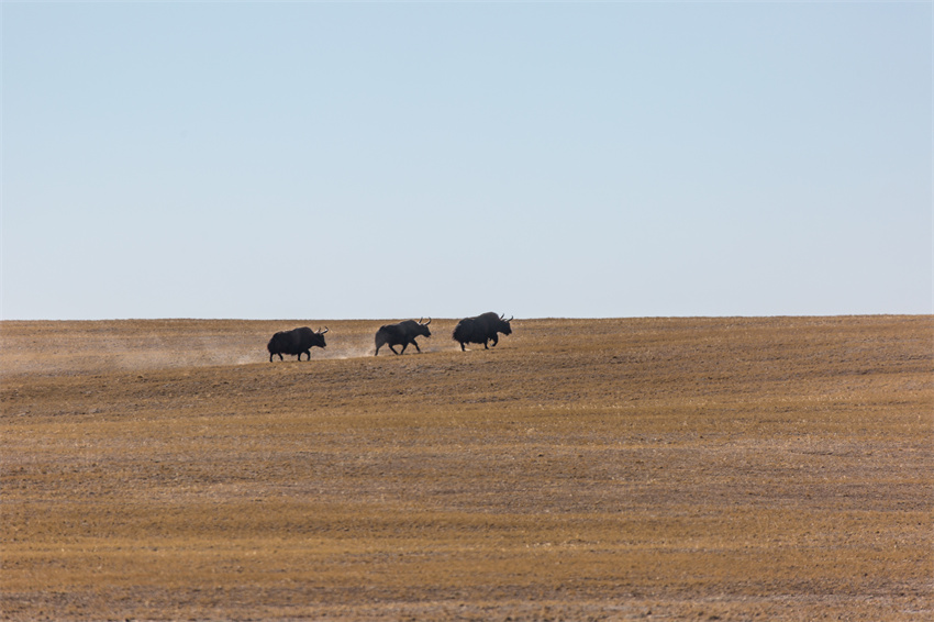 生態(tài)系回復(fù)が進(jìn)み、野生動(dòng)物の姿増える青海省玉樹