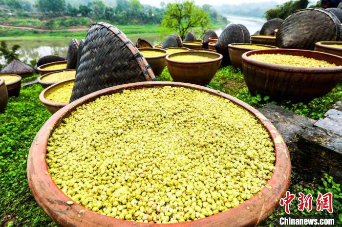 かめに入ったしょうゆの原料は天日干し場で3年以上天日干しされる。（撮影?李貴平）