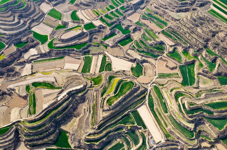 春爛漫の黃土棚田　山西省芮城