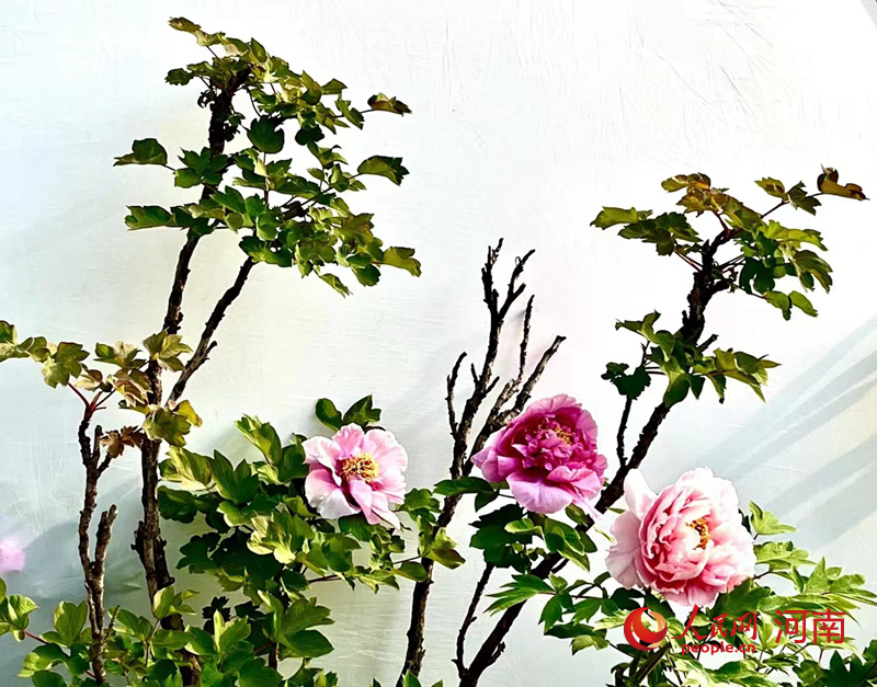 満開を迎えた1千品種以上のボタン　河南省洛陽