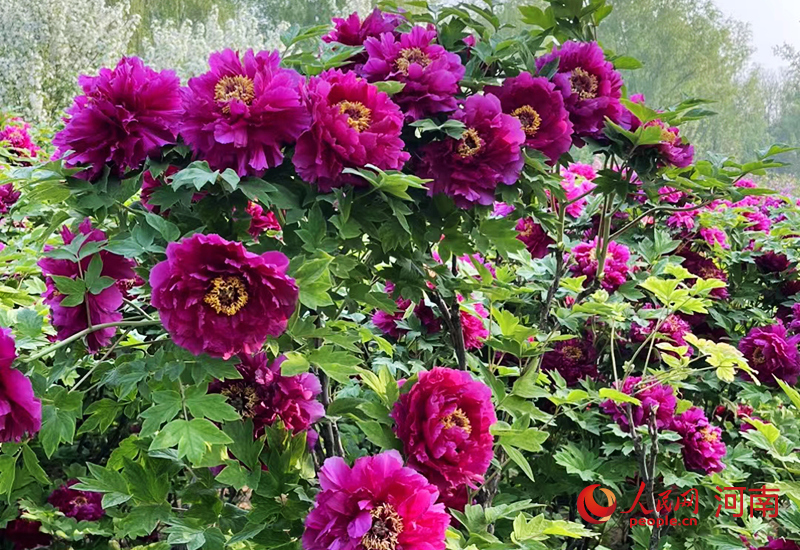 満開を迎えた1千品種以上のボタン　河南省洛陽