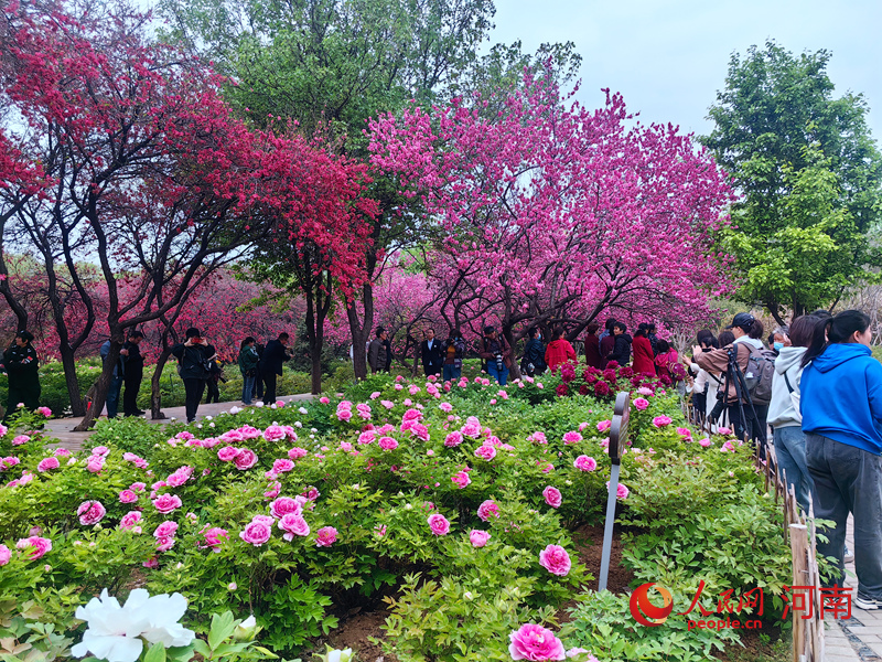 満開(kāi)を迎えた1千品種以上のボタン　河南省洛陽(yáng)