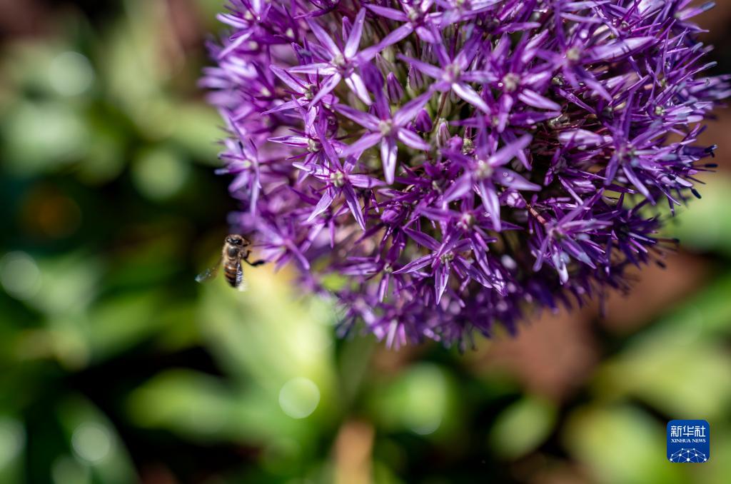 満開を迎えたアリウムの花　雲(yún)南省昆明