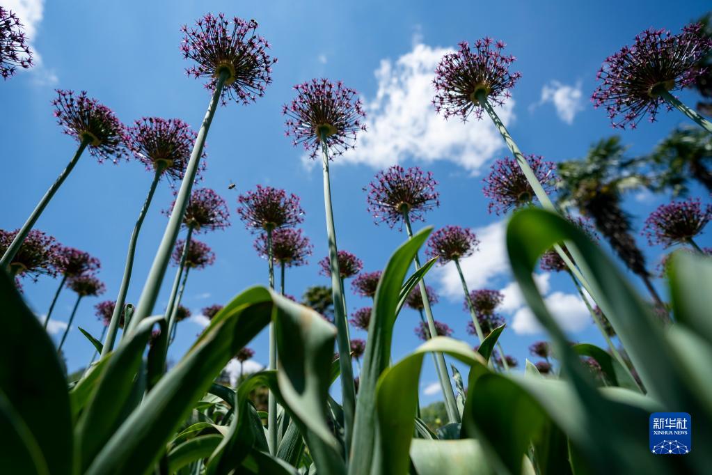 満開を迎えたアリウムの花　雲(yún)南省昆明
