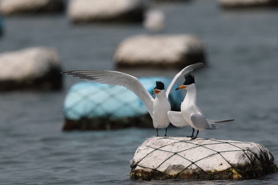 福建省泉州市管轄下の晉江市の囲頭灣でこのほど確認(rèn)されたヒガシシナアジサシ（撮影?肖書平）。