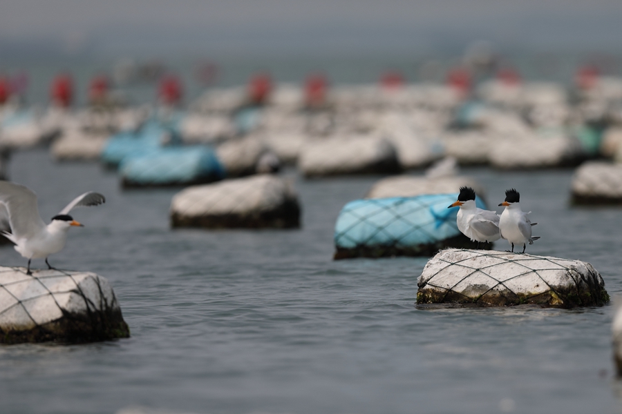 「神話の鳥」と呼ばれるヒガシシナアジサシの姿を確認(rèn)　福建省晉江