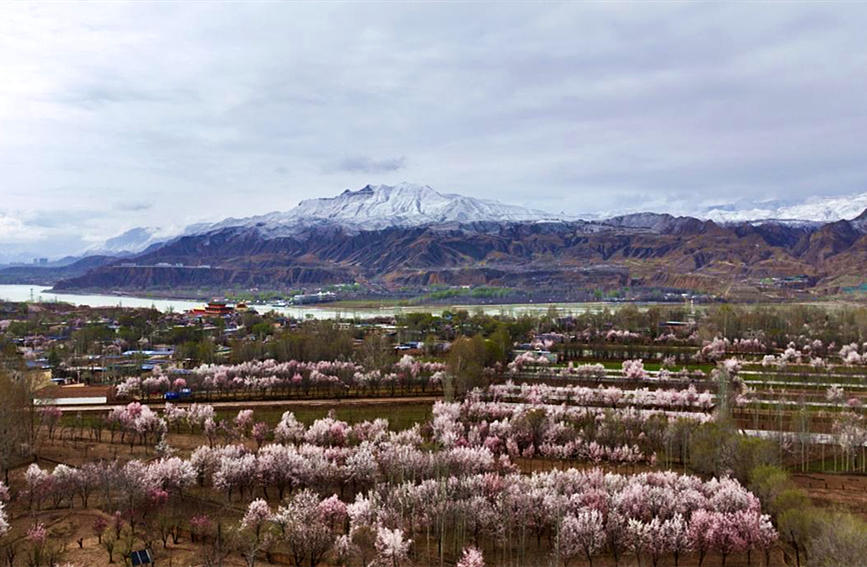 化隆回族自治県で、満開を迎えたアンズ林（撮影?李玉峰）。