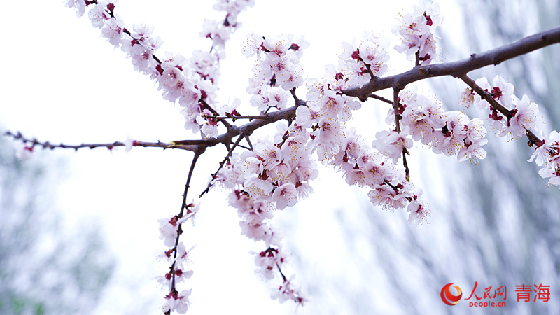 黃河沿岸に春が來(lái)た！あたりに漂うアンズの花の香り　青海省