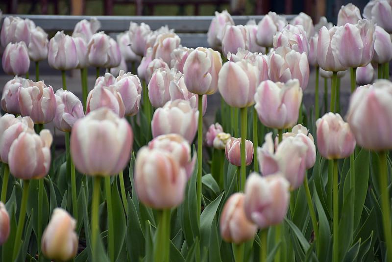 中山公園でチューリップ展が開(kāi)幕　北京