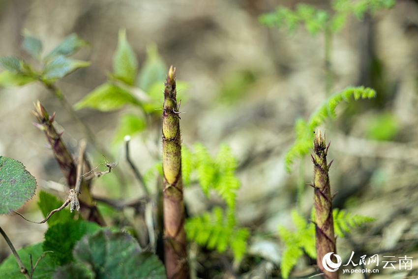 タケノコの収穫がピークに　雲(yún)南省大関