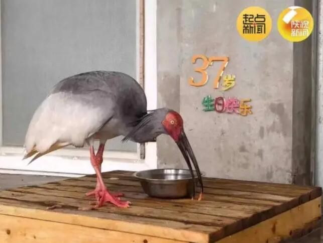 世界最高齢のトキが37歳に　北京