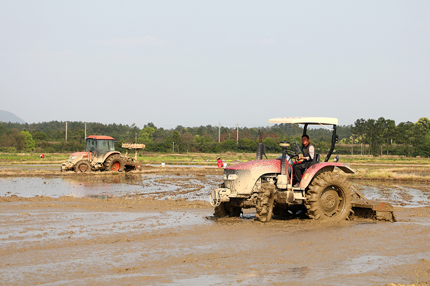 春の田植えシーズン到來(lái)　江西省峽江
