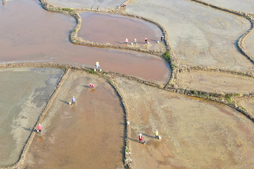 春の田植えシーズン到來　江西省峽江