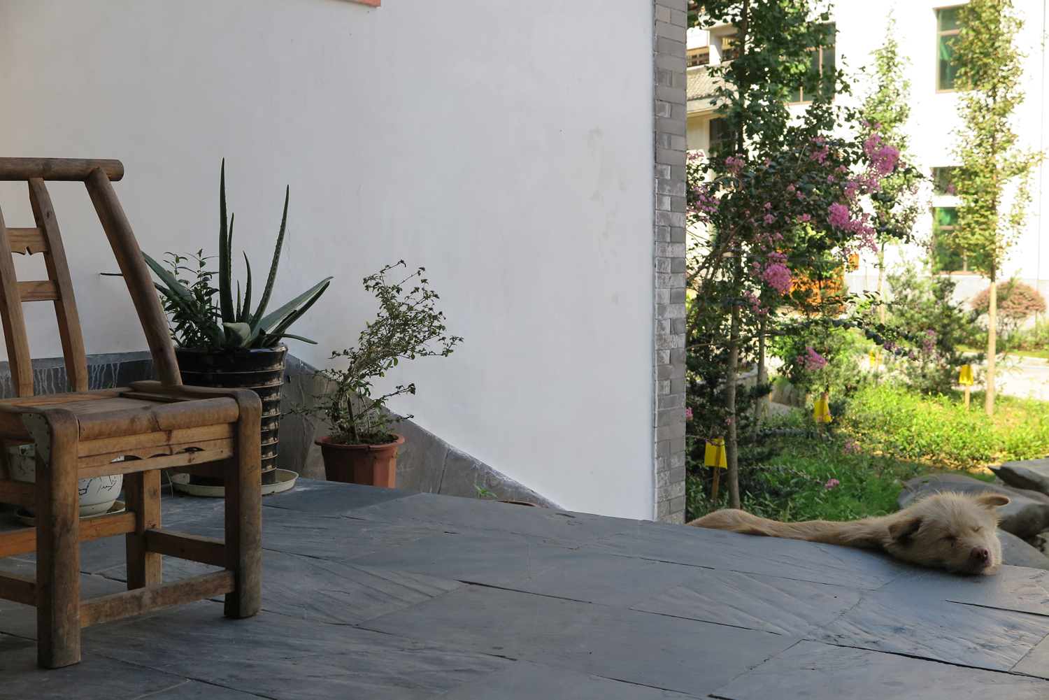 快適な場(chǎng)所を知る犬