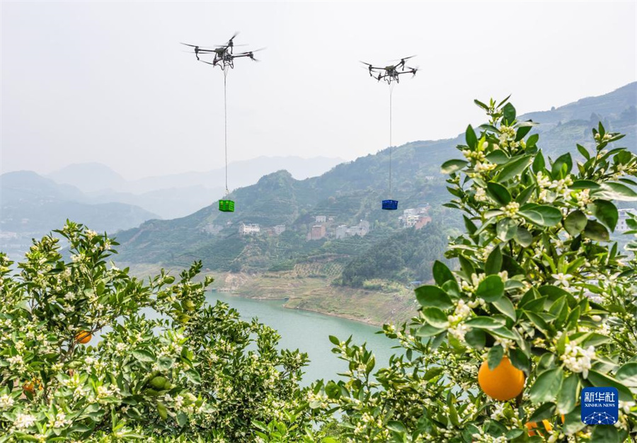 ネーブルオレンジをドローンで速やかに運搬　湖北省秭帰県