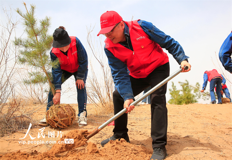毛烏素（ムウス）沙漠の端にある寧夏霊武白芨灘國(guó)家級(jí)自然保護(hù)區(qū)大柳毛子治沙區(qū)で、植樹などの作業(yè)を進(jìn)める國(guó)網(wǎng)寧夏電力の青年ボランティアたち（4月12日撮影?袁宏彥/寫真著作権は人民図片が所有のため転載禁止）。