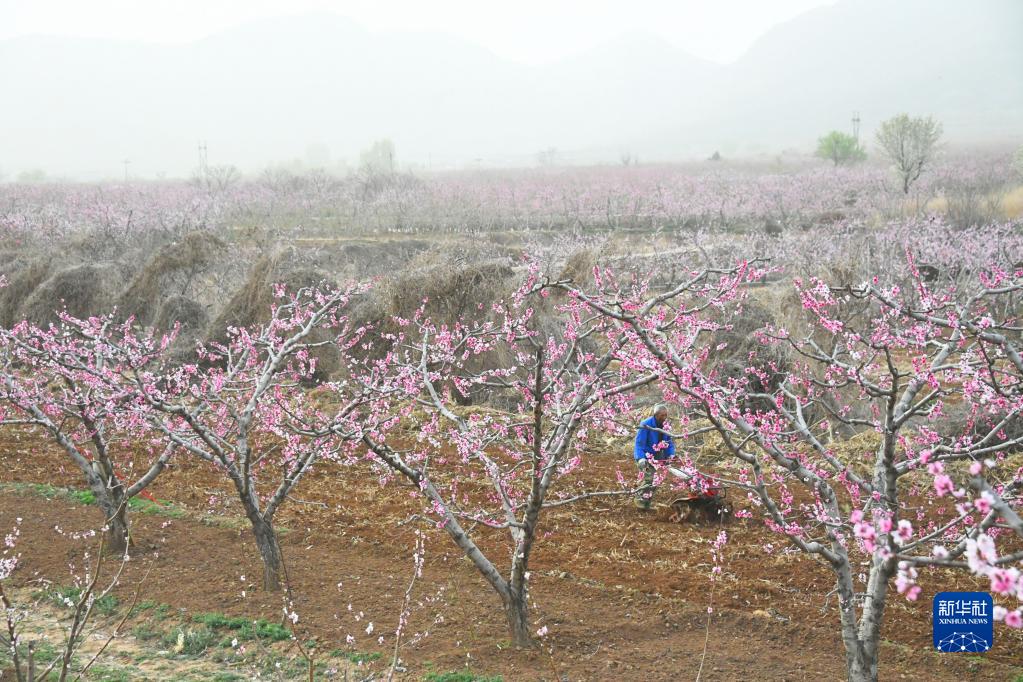 第25回北京平谷國際桃花フェスティバルが開幕