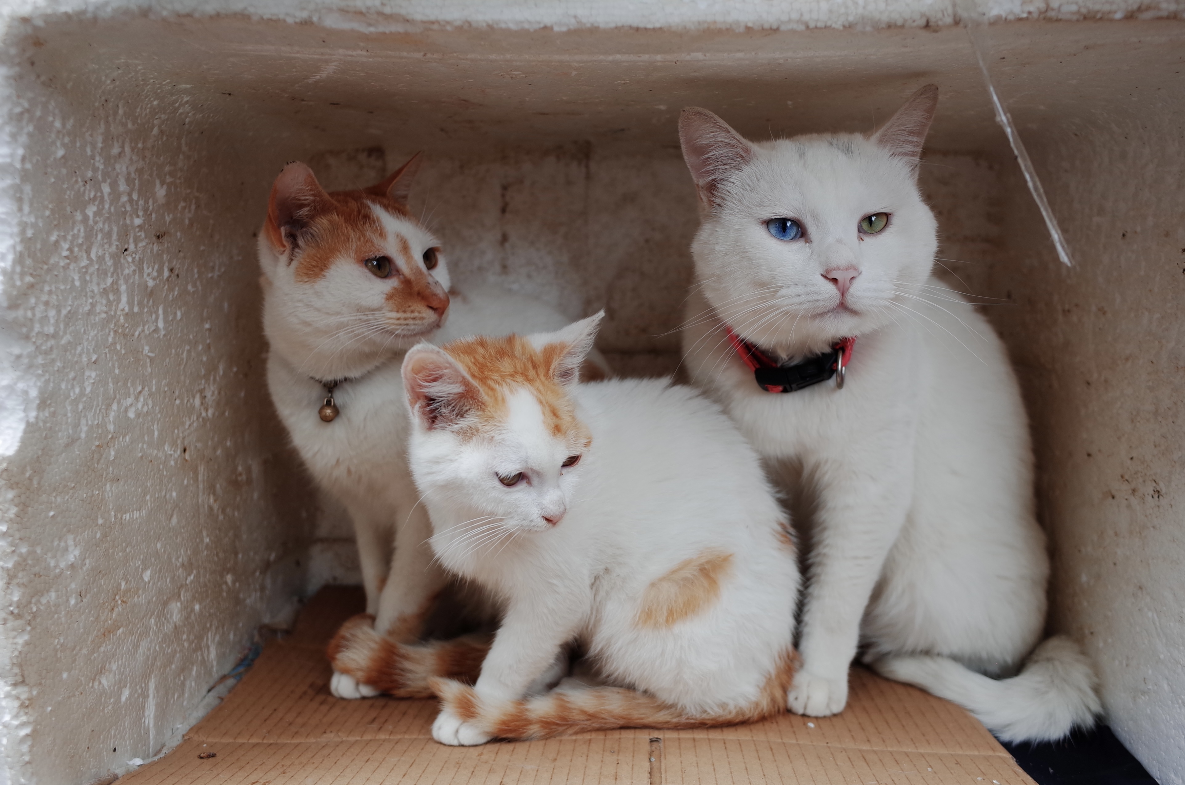 溫もりのある白い家