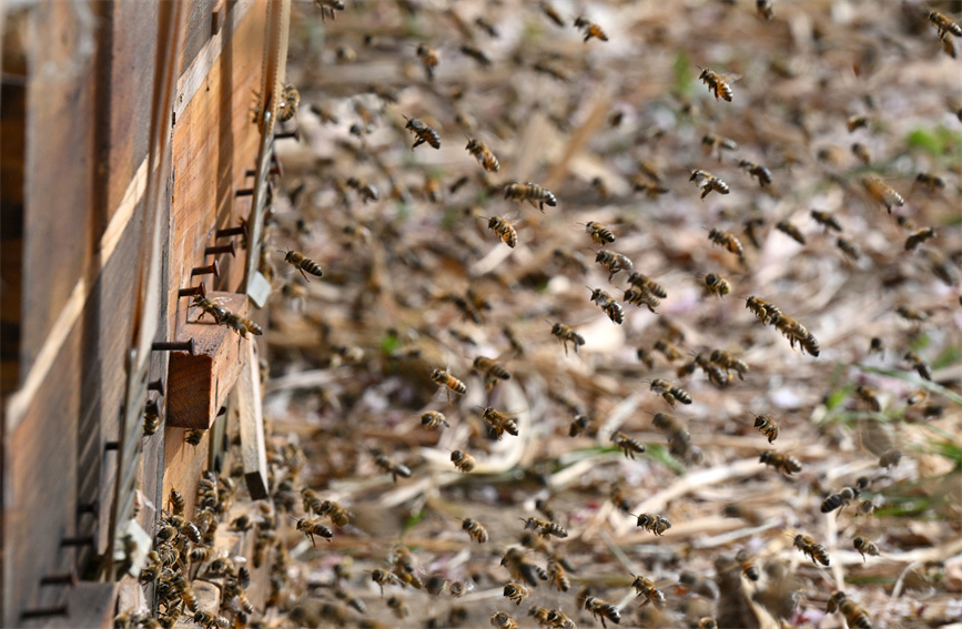 花の開花シーズン到來し、養(yǎng)蜂家も忙しく　新疆