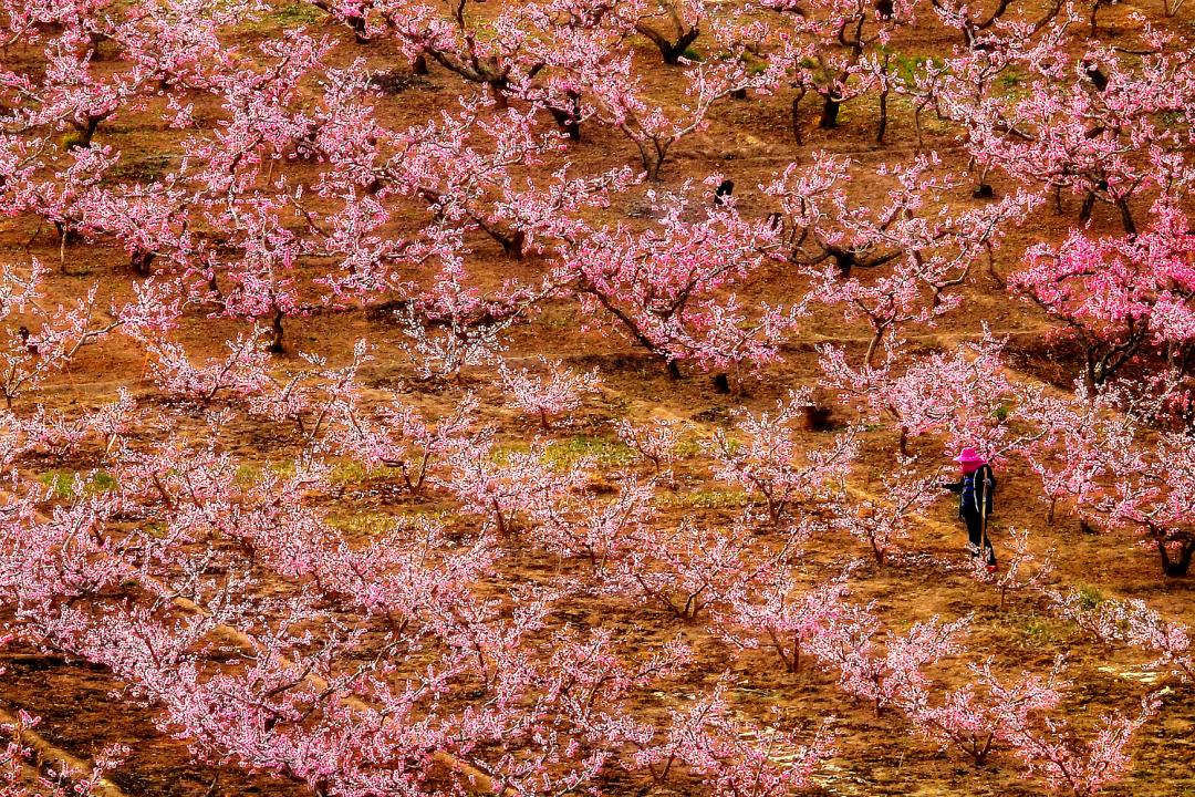 蘭州鉄路局が「桃花観光列車」を運(yùn)行　甘粛省