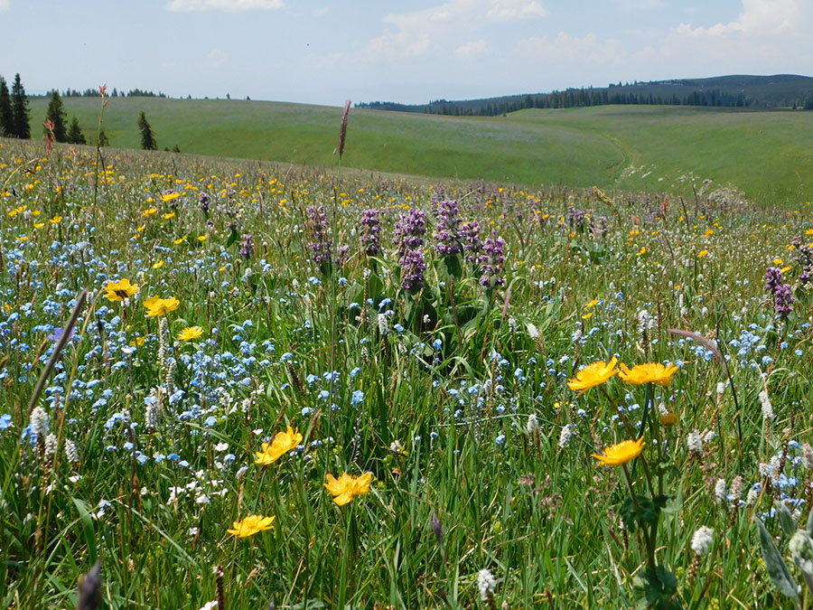 伊犁河谷に魅せられて