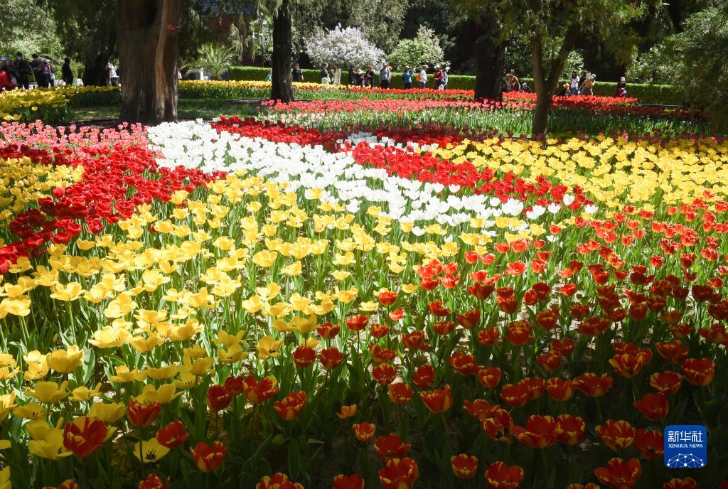 チューリップが満開迎えた中山公園　北京市