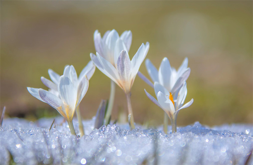 「最も早く太陽が見える」那拉提草原でクロッカスが雪の下から開花　新疆