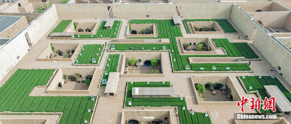 麥畑の中にある博物館で黃河流域9省の「寶」が河南省に集結(jié)