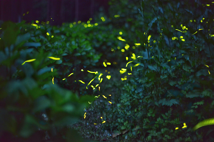 まるで夜空に瞬く星のようにあたり一面に舞うホタル（寫真提供?邛崍市黨委員會宣伝部）。