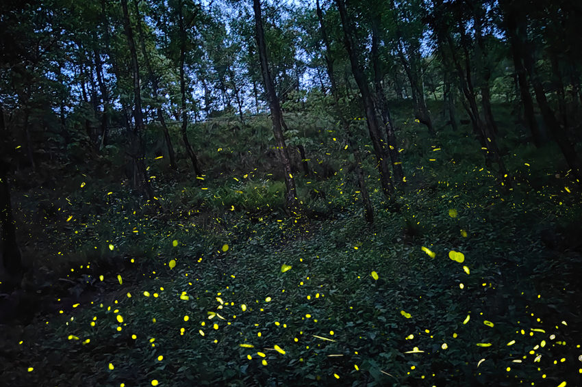 邛崍?zhí)炫_山に今年最初のホタル観賞ピーク到來　四川省