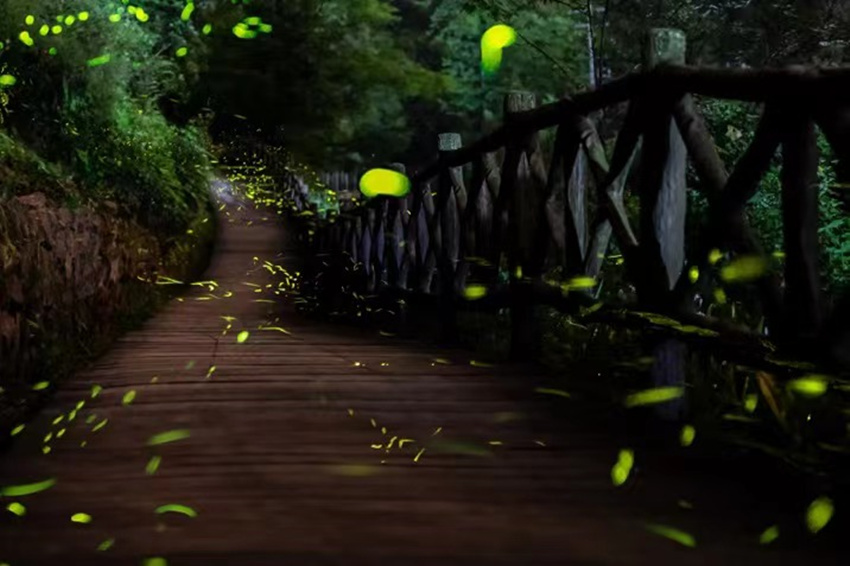 邛崍?zhí)炫_(tái)山に今年最初のホタル観賞ピーク到來　四川省