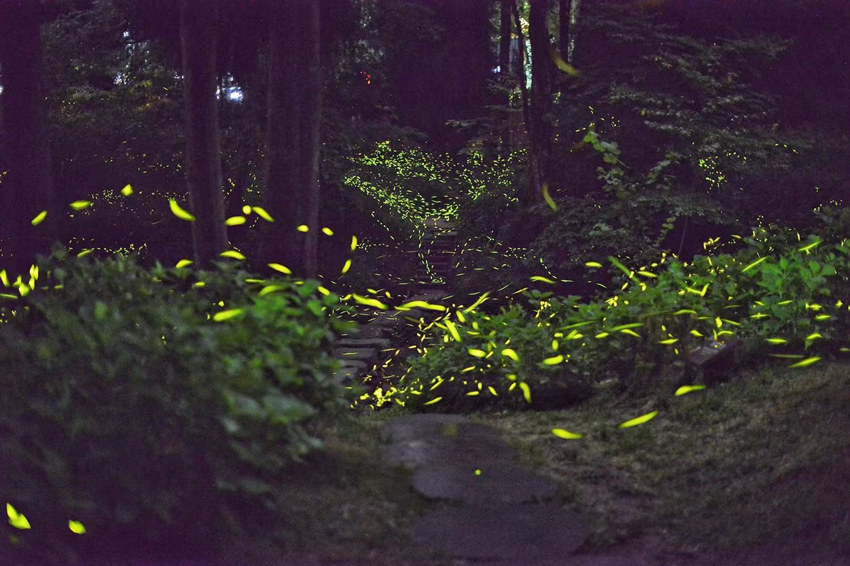 邛崍?zhí)炫_(tái)山に今年最初のホタル観賞ピーク到來(lái)　四川省