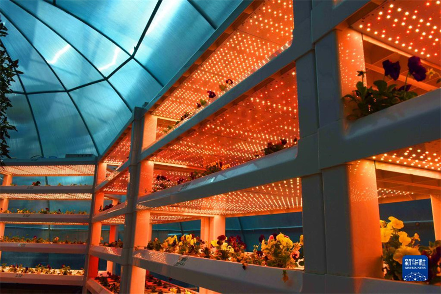 中國（壽光）國際野菜科學(xué)技術(shù)博覧會(huì)が開幕　2000種余りの野菜が出展